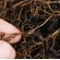 How to avoid root rot